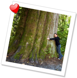 tree-hug